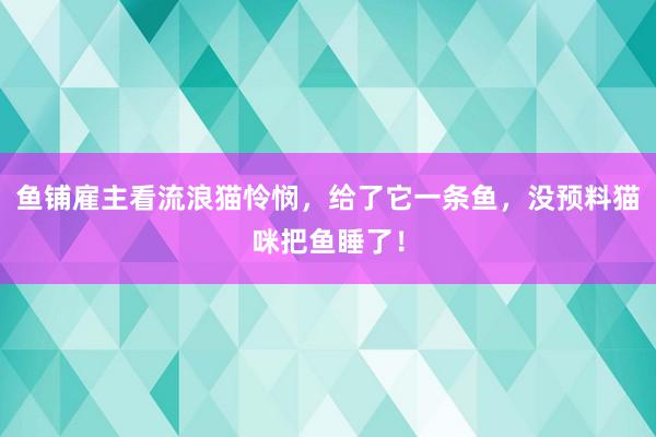 鱼铺雇主看流浪猫怜悯，给了它一条鱼，没预料猫咪把鱼睡了！