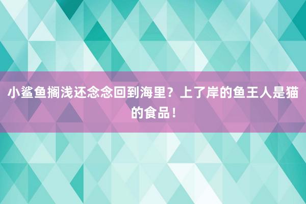 小鲨鱼搁浅还念念回到海里？上了岸的鱼王人是猫的食品！